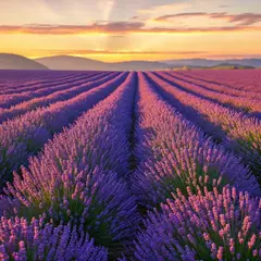 Bria FIBO — A field of lavender stretching to the horizon in P