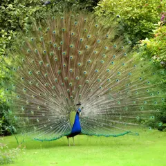 FLUX.2 [dev] — A peacock displaying its full tail feathers, vibra