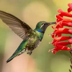 FLUX.2 [pro] — A hummingbird hovering next to a bright red flower