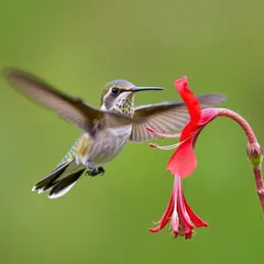 FLUX.1 [schnell] — A hummingbird hovering next to a bright red flower