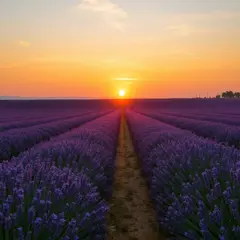 FLUX.1 [schnell] — A field of lavender stretching to the horizon in P