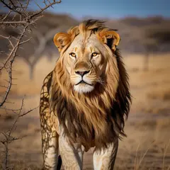 Ideogram V3 Turbo — A majestic lion with a full mane, golden savanna b