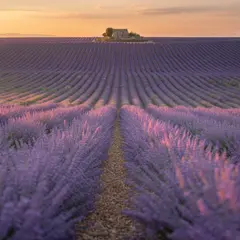 Ideogram V3 Turbo — A field of lavender stretching to the horizon in P