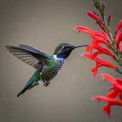 Imagen 3 — A hummingbird hovering next to a bright red flower