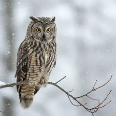 Imagen 3 — An owl perched on a snow-covered branch, intense a