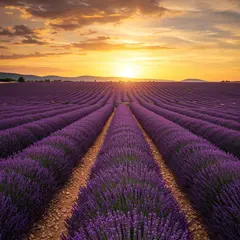 Imagen 3 — A field of lavender stretching to the horizon in P