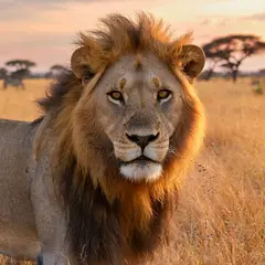 ImagineArt 1.5 — A majestic lion with a full mane, golden savanna b