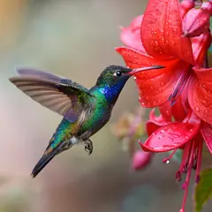 ImagineArt 1.5 — A hummingbird hovering next to a bright red flower