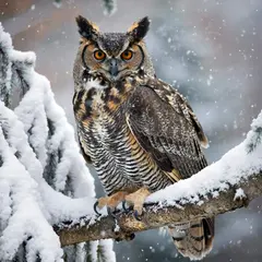 ImagineArt 1.5 — An owl perched on a snow-covered branch, intense a