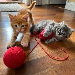 ImagineArt 1.5 — Two kittens playing with a ball of red yarn on a h