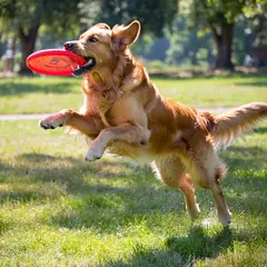ImagineArt 1.5 — A golden retriever catching a frisbee in mid-air a