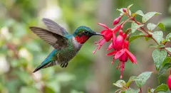 Gemini 3.1 Flash Image — A hummingbird hovering next to a bright red flower