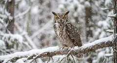 Gemini 3.1 Flash Image — An owl perched on a snow-covered branch, intense a