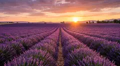 Gemini 3.1 Flash Image — A field of lavender stretching to the horizon in P