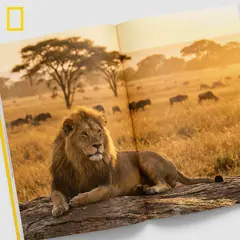 Gemini 3 Pro Image — A majestic lion with a full mane, golden savanna b