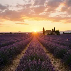 Gemini 3 Pro Image — A field of lavender stretching to the horizon in P