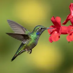 Gemini 2.5 Flash Image — A hummingbird hovering next to a bright red flower