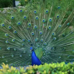 Qwen Image — A peacock displaying its full tail feathers, vibra
