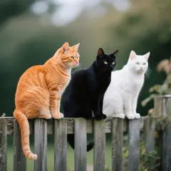 Qwen Image — Three cats of different colors sitting in a row on