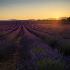 Qwen Image — A field of lavender stretching to the horizon in P