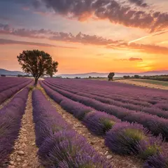 Recraft V3 — A field of lavender stretching to the horizon in P