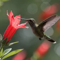 Recraft V4 — A hummingbird hovering next to a bright red flower