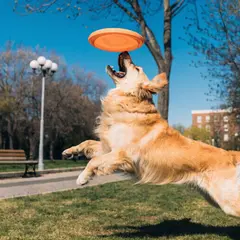 Recraft V4 — A golden retriever catching a frisbee in mid-air a