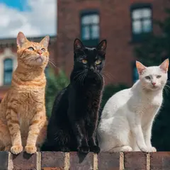 Recraft V4 — Three cats of different colors sitting in a row on