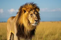 Reve v1.0 — A majestic lion with a full mane, golden savanna b