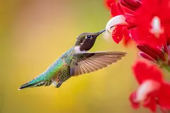 Reve v1.0 — A hummingbird hovering next to a bright red flower