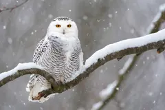 Reve v1.0 — An owl perched on a snow-covered branch, intense a