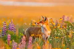 Reve v1.0 — A fox in a field of wildflowers, backlit by sunset