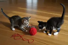 Reve v1.0 — Two kittens playing with a ball of red yarn on a h