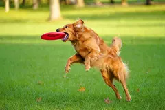 Reve v1.0 — A golden retriever catching a frisbee in mid-air a