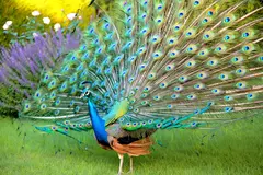 Reve v1.0 — A peacock displaying its full tail feathers, vibra