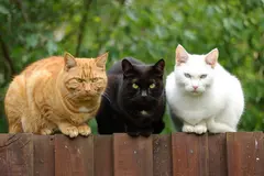 Reve v1.0 — Three cats of different colors sitting in a row on