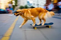 Reve v1.0 — A dog wearing sunglasses riding a skateboard down 