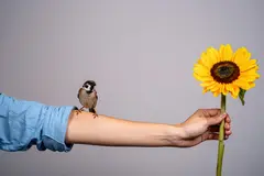 Reve v1.0 — A bird perched on the left hand of a person, the r