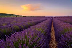 Reve v1.0 — A field of lavender stretching to the horizon in P