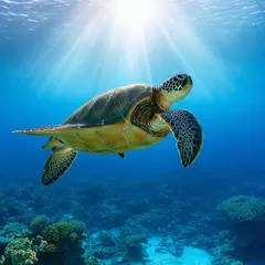 SD 3.5 Large — A giant sea turtle swimming over a coral reef, und