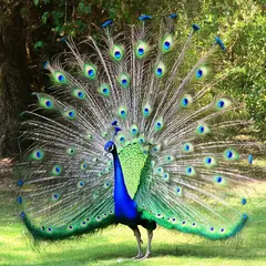 SD 3.5 Large — A peacock displaying its full tail feathers, vibra