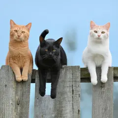 SD 3.5 Large — Three cats of different colors sitting in a row on