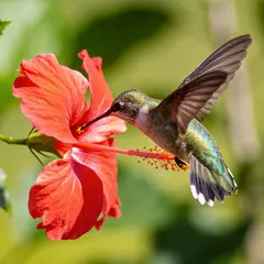 Seedream v4.5 — A hummingbird hovering next to a bright red flower