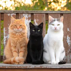 Seedream v4.5 — Three cats of different colors sitting in a row on