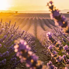 Seedream v4.5 — A field of lavender stretching to the horizon in P