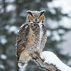 Wan 2.6 T2I — An owl perched on a snow-covered branch, intense a