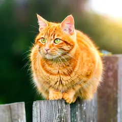 Wan 2.6 T2I — Three cats of different colors sitting in a row on