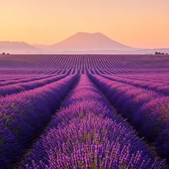 Wan 2.6 T2I — A field of lavender stretching to the horizon in P