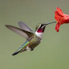 Z-Image Turbo — A hummingbird hovering next to a bright red flower