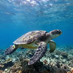 Z-Image Turbo — A giant sea turtle swimming over a coral reef, und